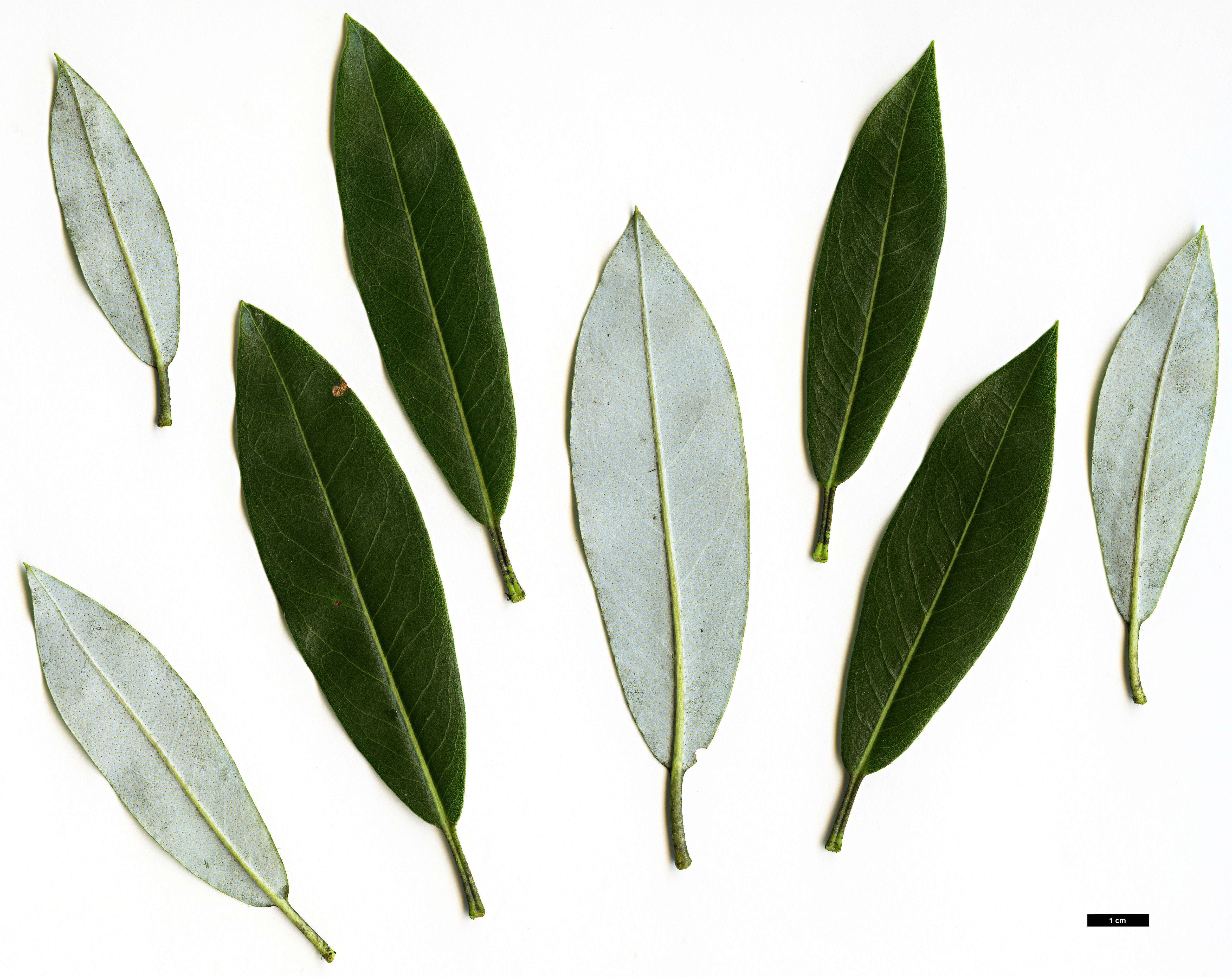 High resolution image: Family: Ericaceae - Genus: Rhododendron - Taxon: zaleucum